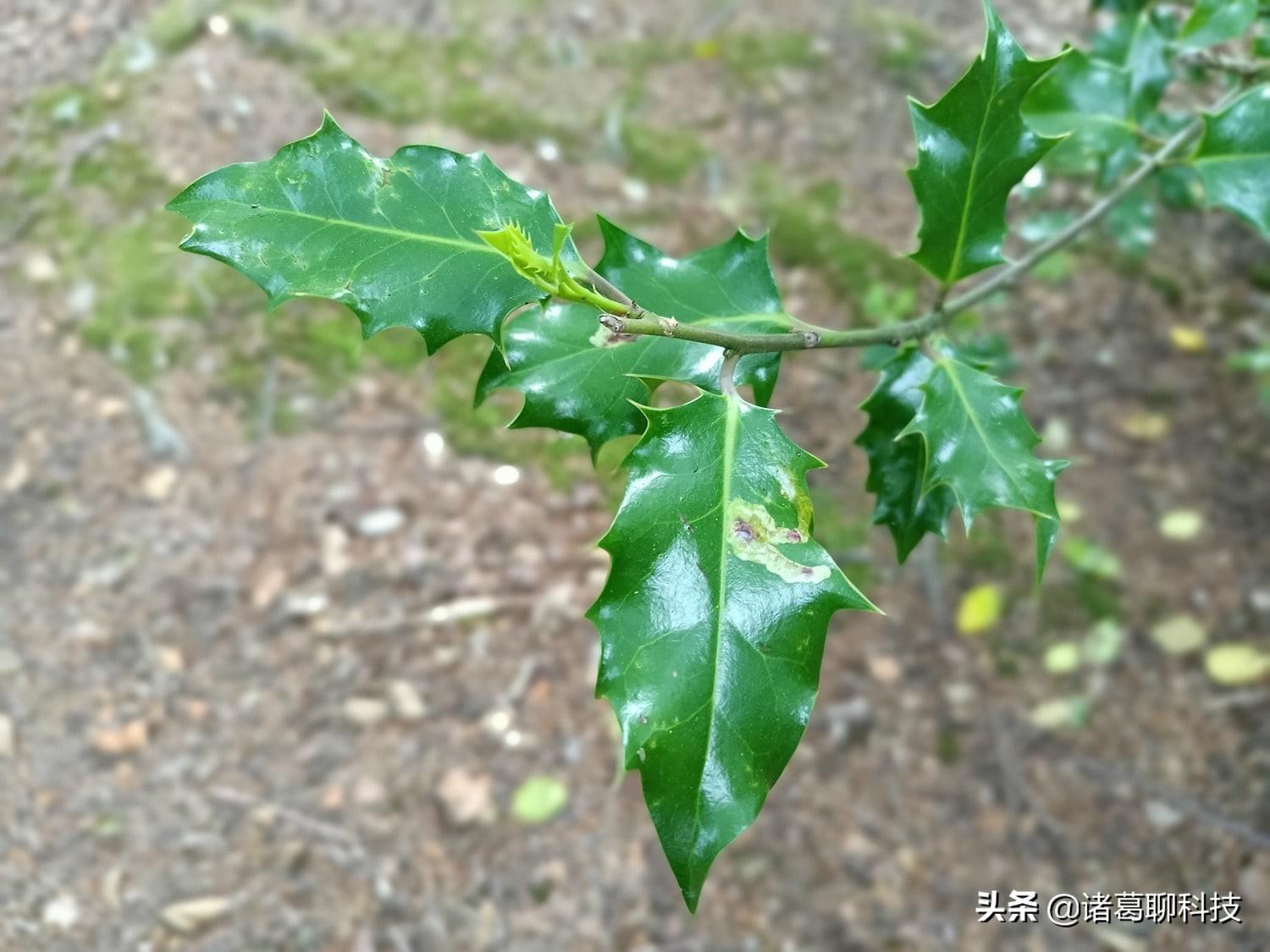 天玑730g属于骁龙多少_骁龙730天玑_高通730g相当于骁龙多少,0,15,-1,天玑700相当于骁龙多少处理器,http：//sm.aipingxiang.com/sm/5714.html