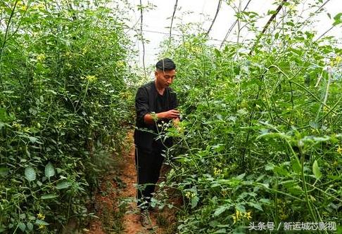 黑番茄市场价多少钱一斤,0,24,-1,今天泰安的西红柿价格行情 泰安西红柿批发基地_时事...,https：//www.sibuzyn.com/b/318222.html_泰安西红柿种植区域_泰安西红柿价格行情