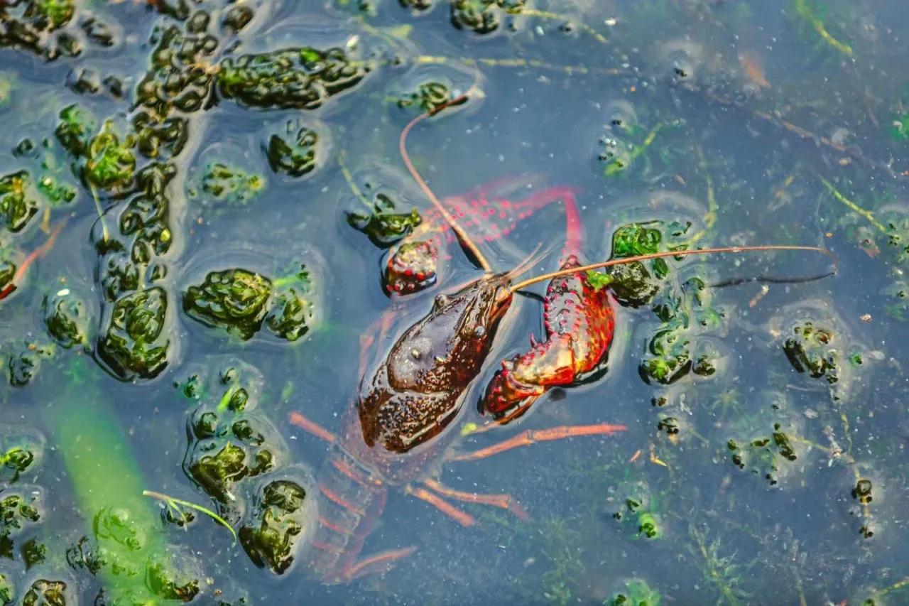 钓龙虾怎么钓比较好呢_去钓龙虾_怎么钓龙虾,0,14,-1,钓龙虾的方法和窍门(10年钓友教你钓龙虾技巧)-路途号,https：//www.lutu88.com/50171.html