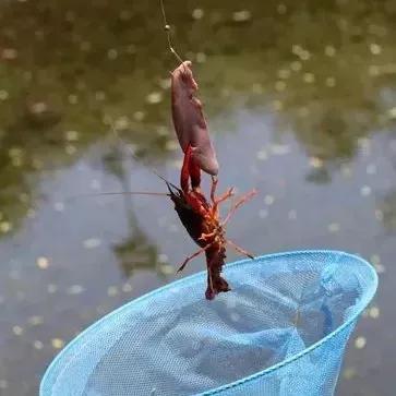 怎么钓龙虾,0,14,-1,钓龙虾的方法和窍门(10年钓友教你钓龙虾技巧)-路途号,https：//www.lutu88.com/50171.html_钓龙虾怎么钓比较好呢_去钓龙虾